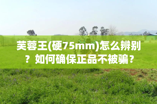 芙蓉王(硬75mm)怎么辨别？如何确保正品不被骗？